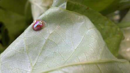 ladybug_macro.jpg