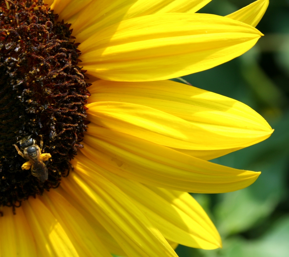 Photo "Sunflower" in the album "Nature Wallpapers" by CharlieJ