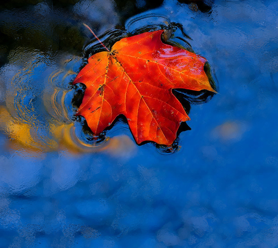 Leaf on water