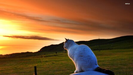25887-cat-watching-the-sunset-1920x1080-animal-wallpaper.jpg