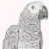 greyparrot