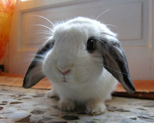 cute-bunny.jpg