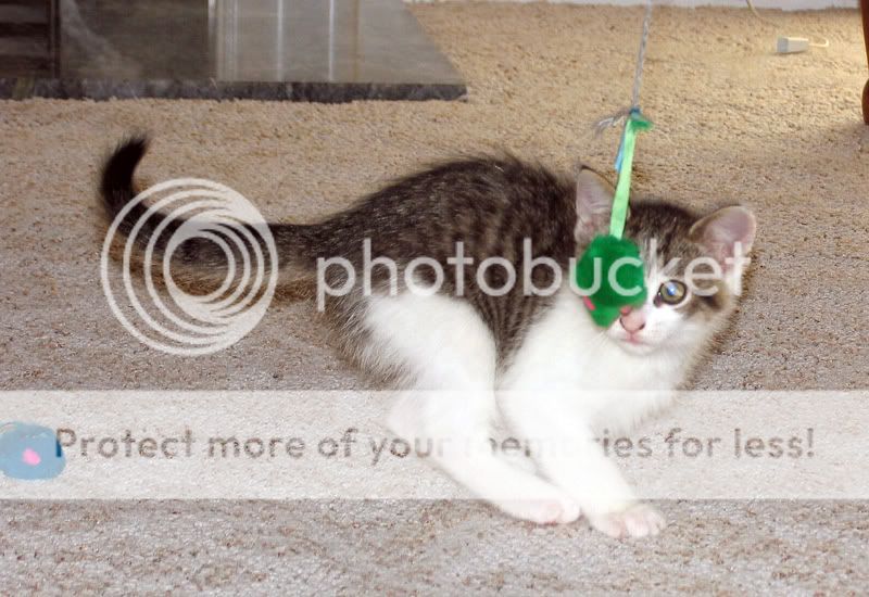 mymouse.jpg