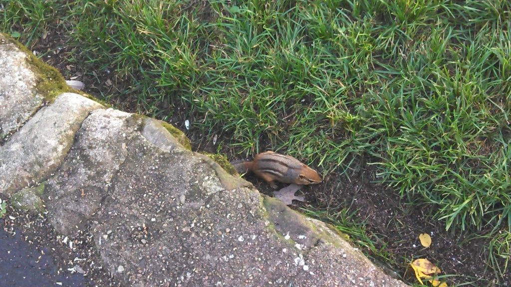 IMG_20121001_145942_164.jpg