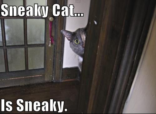 sneaky-cat.jpg