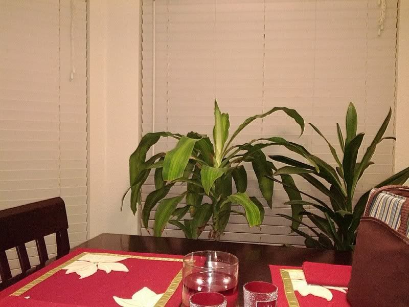 IMG_20111221_205103.jpg